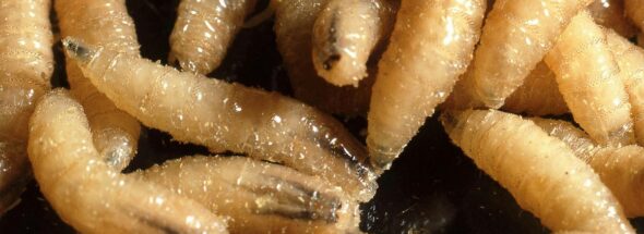 mexico screw worm death