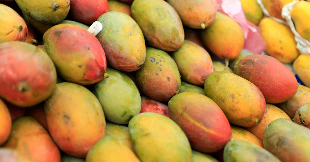 Todos Santos Mango Festival and Patron Saint Festivities Celebrate Tradition