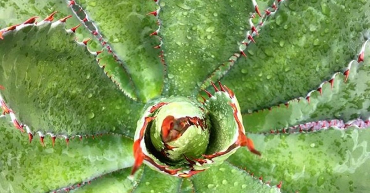 Agave maximiliana conservation