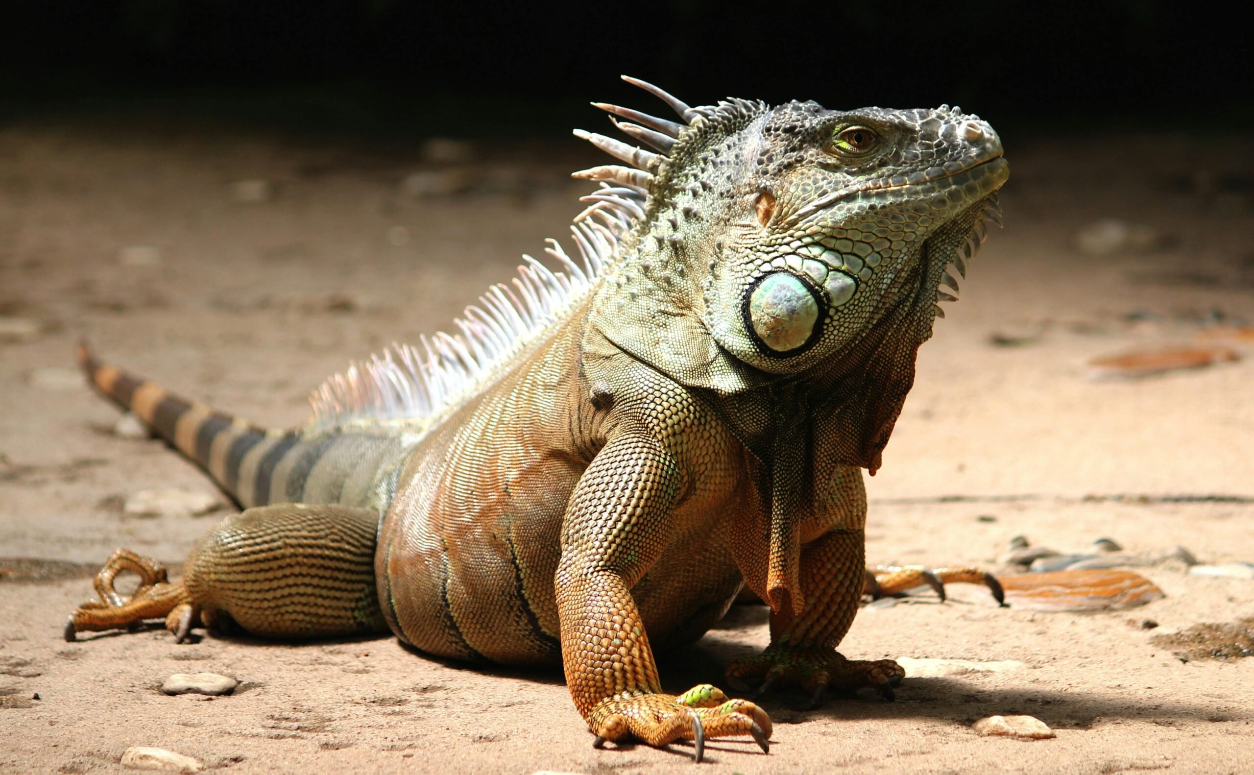 Animal Cruelty in Campeche