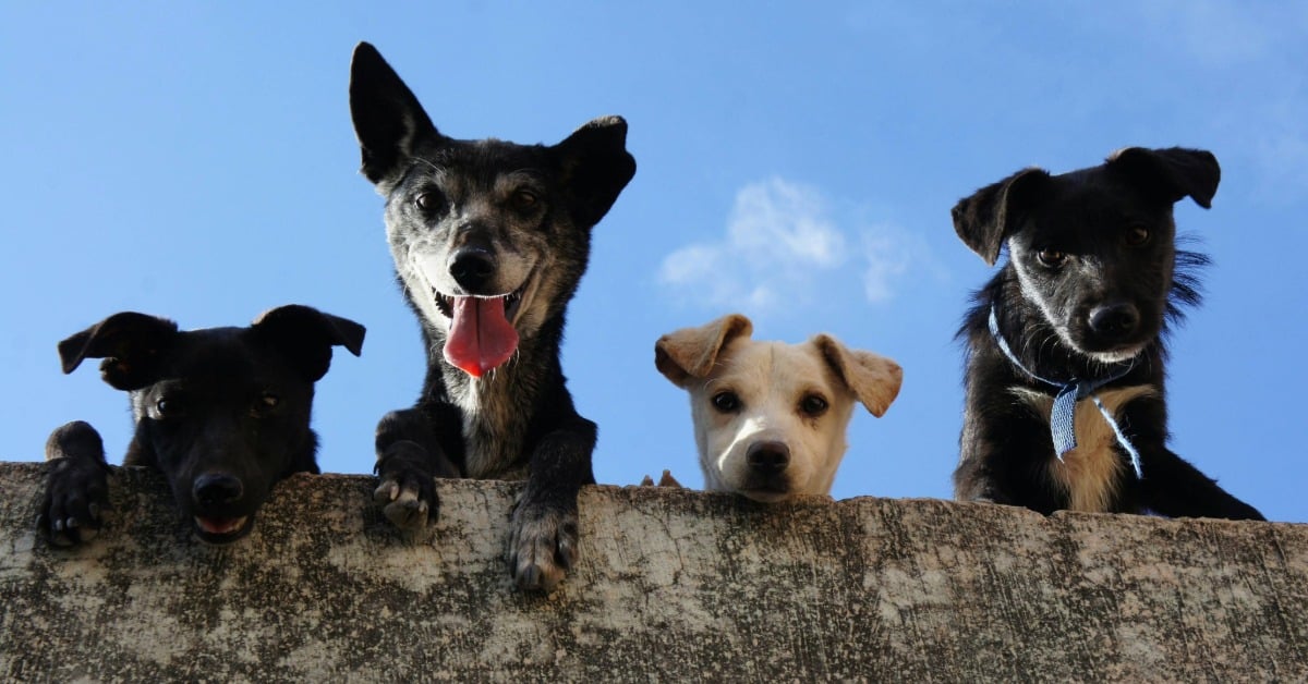 Animal Welfare Fair in Puerto Vallarta