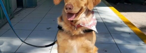 Animal-assisted therapy