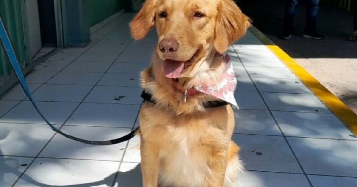 Animal-assisted therapy