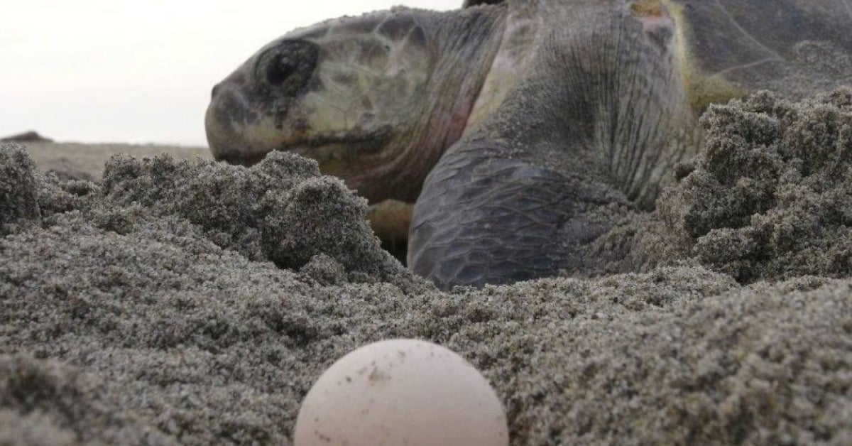 Boca de Tomates sea turtle season