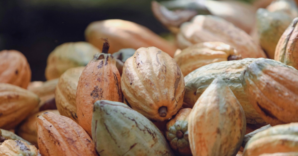 Cacao beans