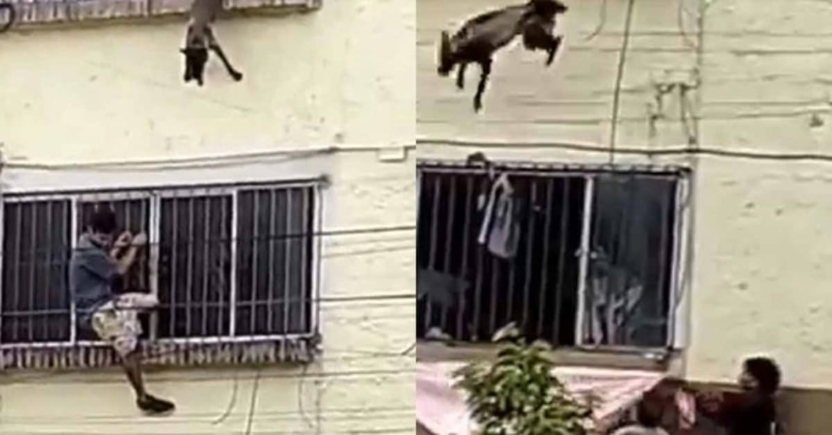 Dog Rescue in Puerto Vallarta