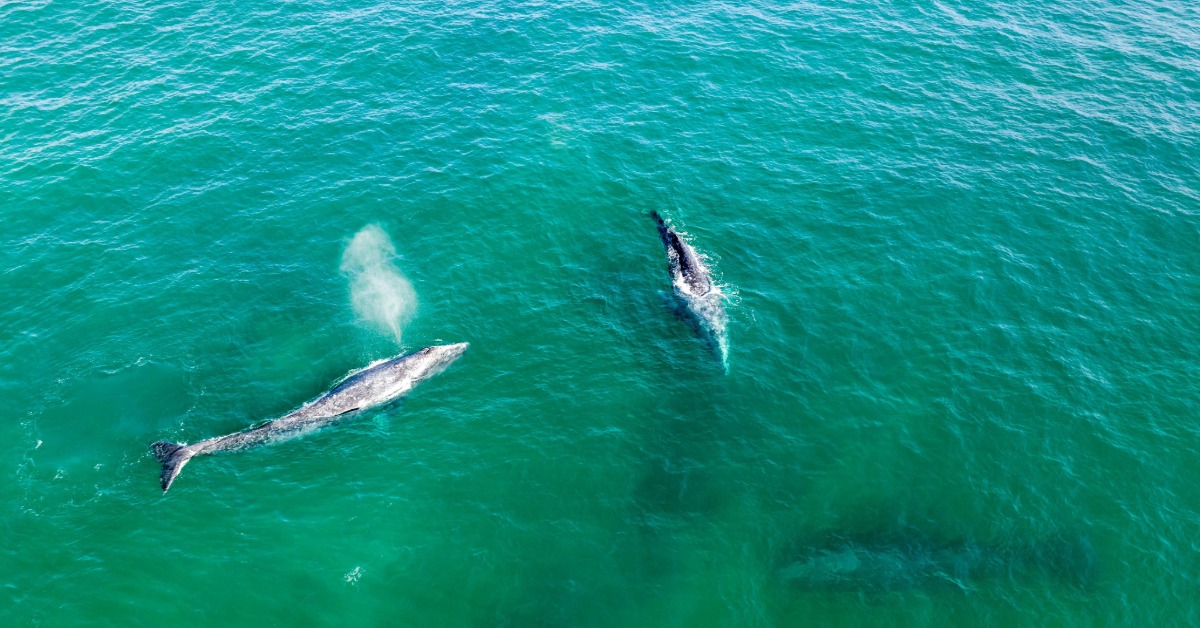Gray whales