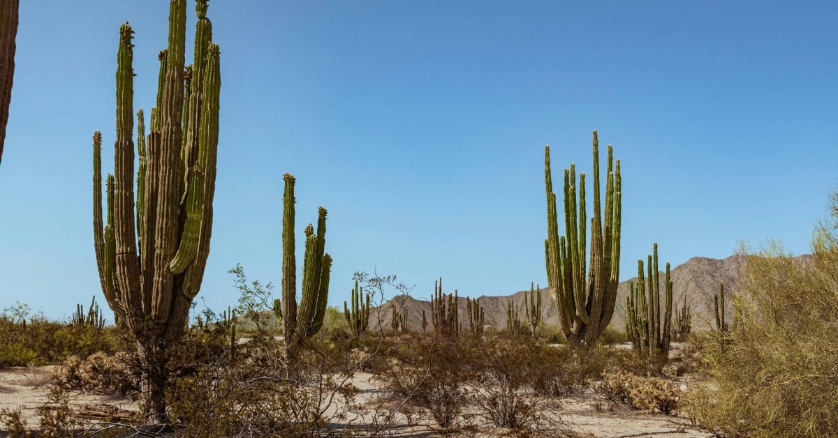 Hermosillo drought