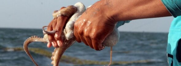 Illegal Octopus Exports