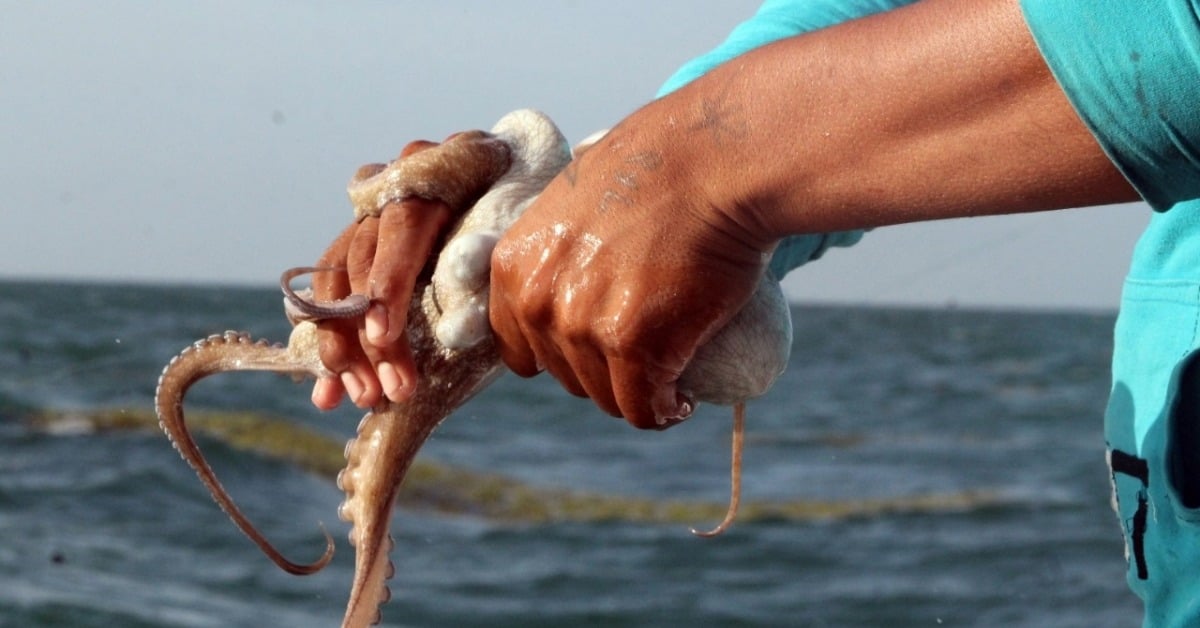 Illegal Octopus Exports