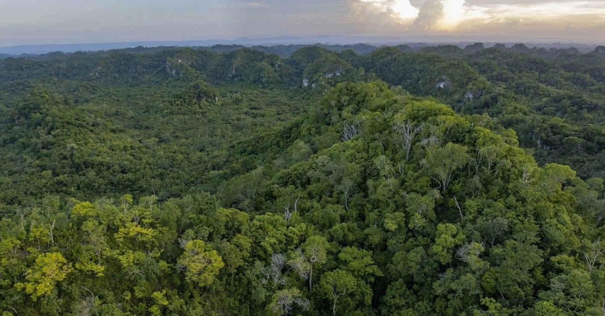 Maya Forest pact