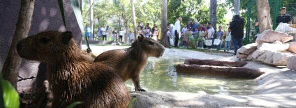 Mazatlán opens 'Capybara House'