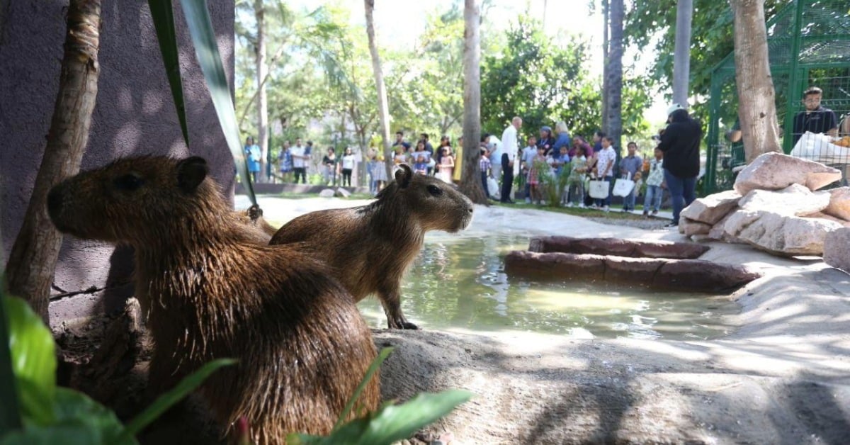 Mazatlán opens 'Capybara House'