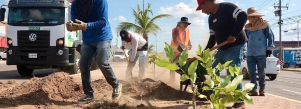 Mazatlán reforestation campaign