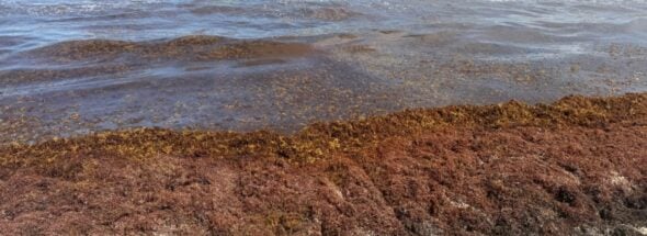 Mexico’s New Sargassum Charter