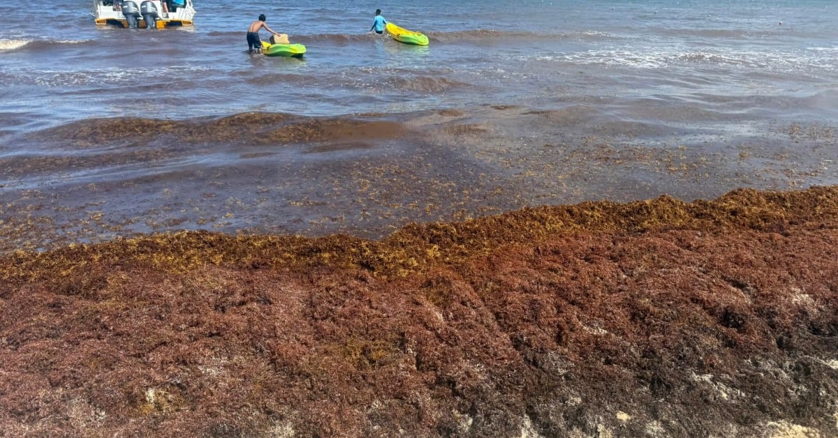 Mexico’s New Sargassum Charter
