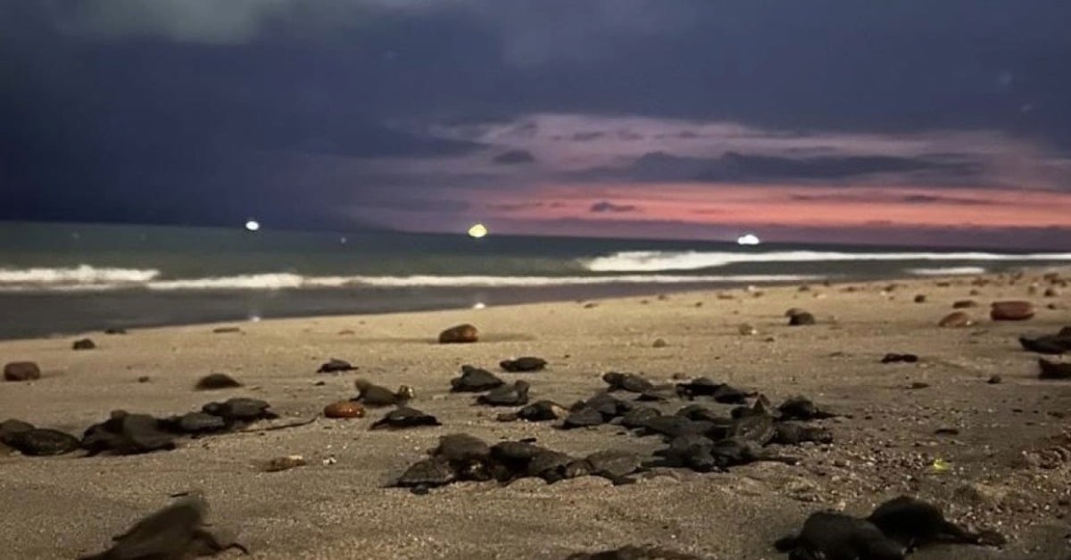 Puerto Vallarta sea turtle nesting