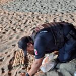 Puerto Vallarta sea turtle nesting