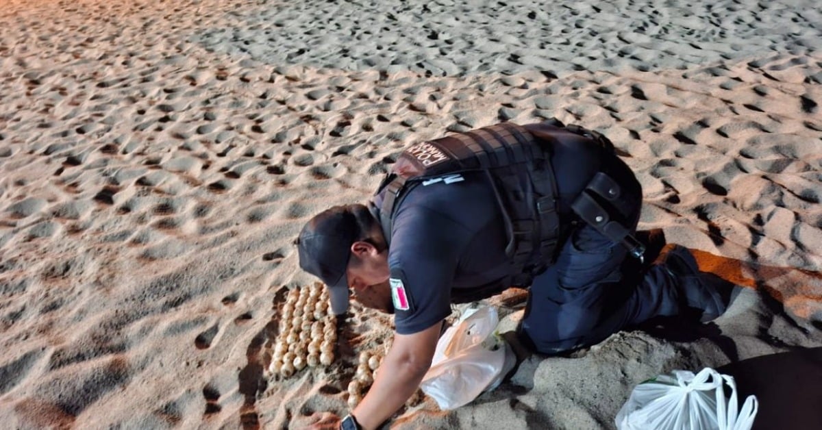 Puerto Vallarta sea turtle nesting