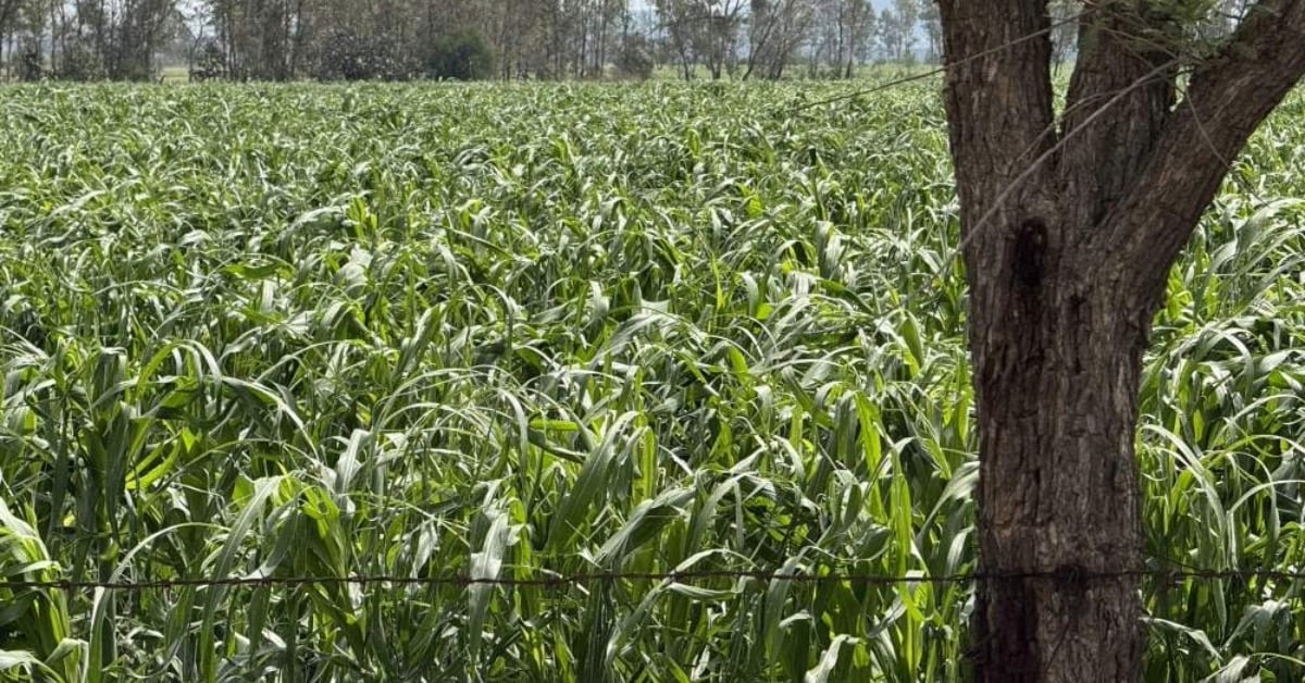 Querétaro seasonal crops at risk