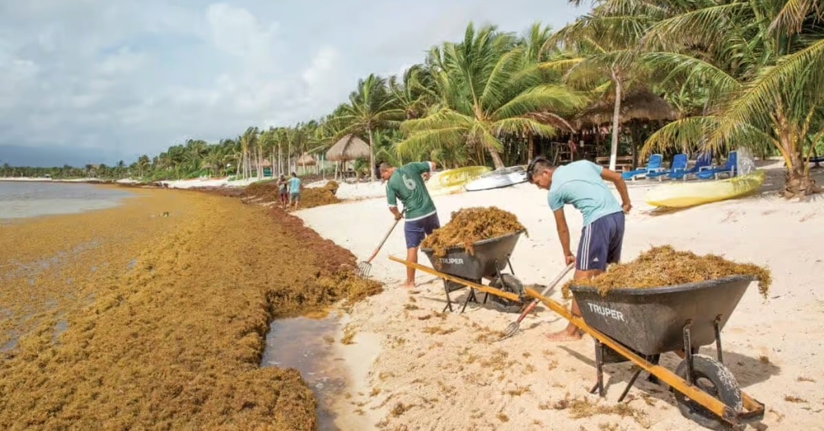 Quintana Roo sargassum crisis already breaks record in 2025