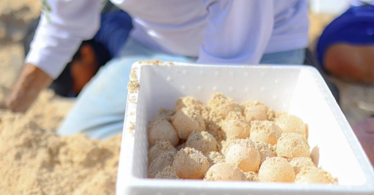 Sea Turtle Protection in Cancún