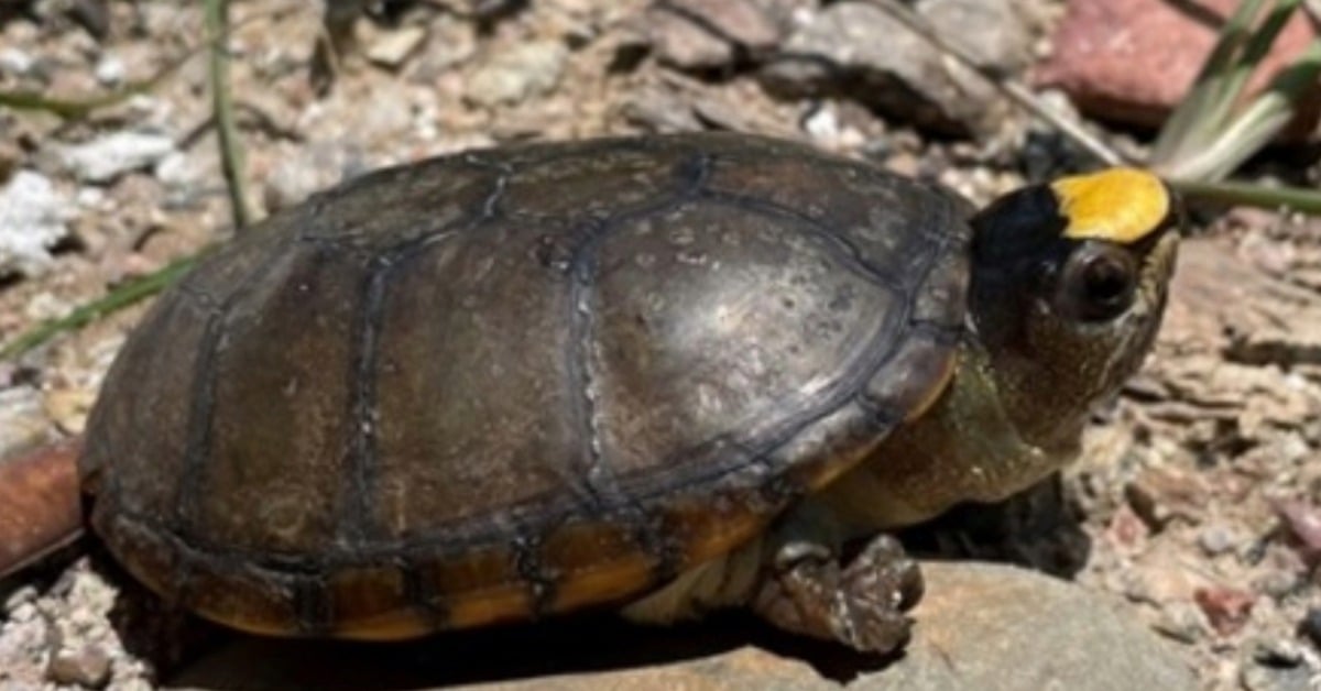 Turtle nesting in Puerto Vallarta starts with rare casquito sighting