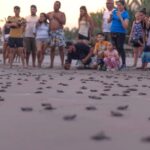 Turtle release San Blas