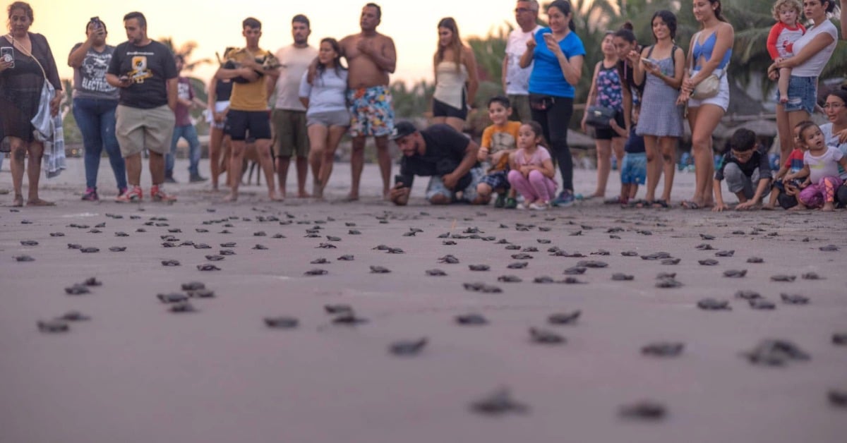 Turtle release San Blas