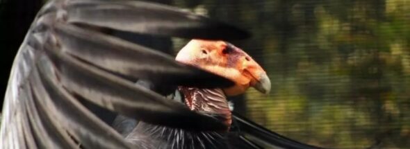 Two young Condors Reintroduction in Baja California