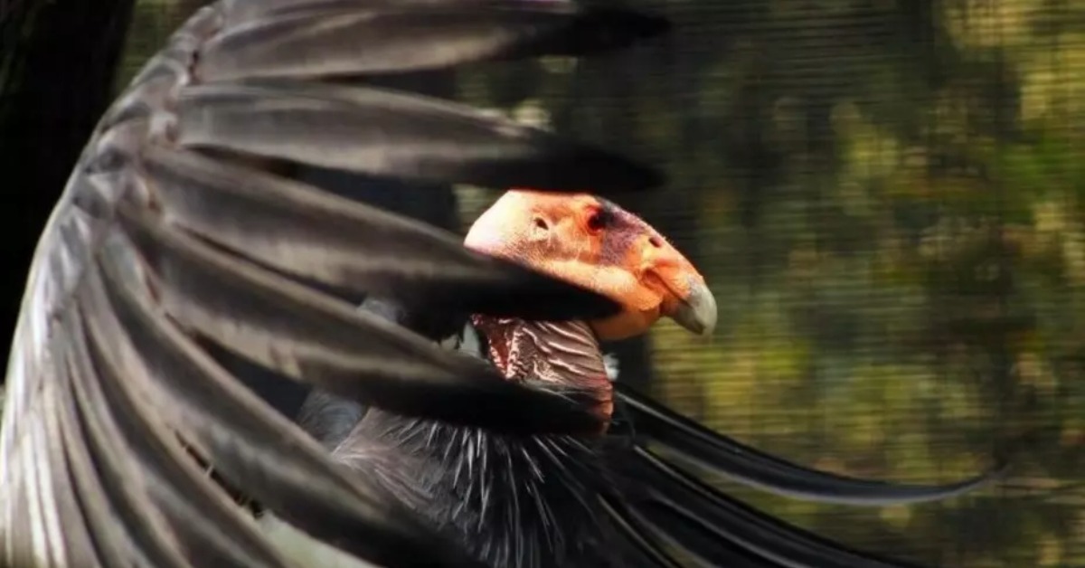 Two young Condors Reintroduction in Baja California