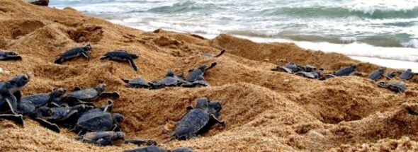 UdeG sea turtle conservation program