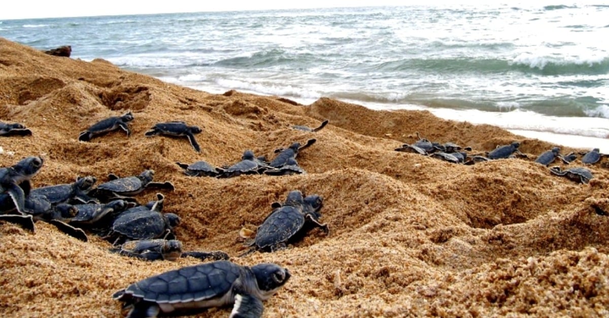 UdeG sea turtle conservation program