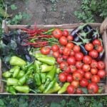 Vegetarianism on the rise in Mexico benefits and risks