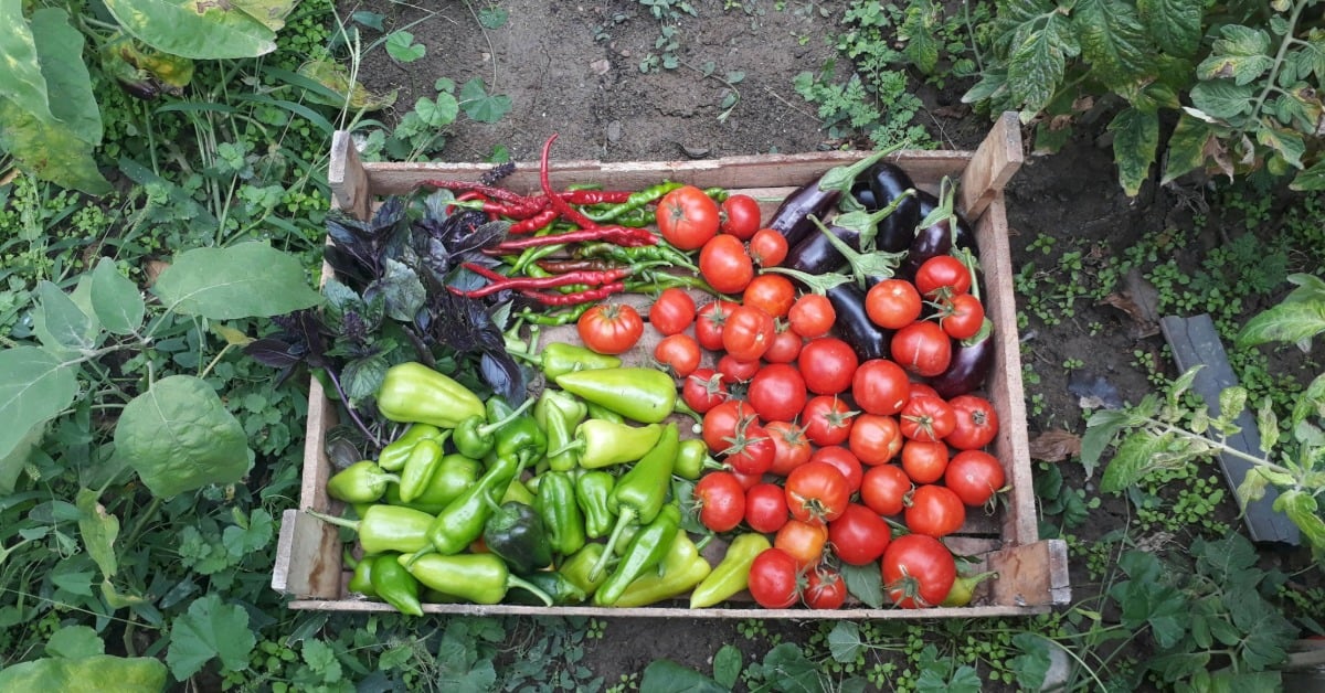 Vegetarianism on the rise in Mexico benefits and risks