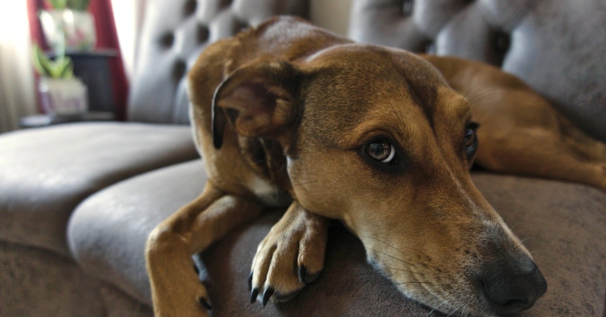 Who gets the dog law CDMX reshapes pet custody in divorces