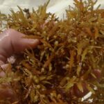 Yucatán sargassum biofertilizers