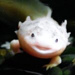 axolotl