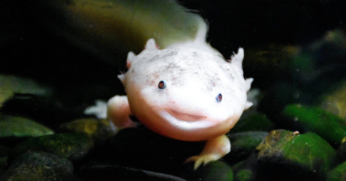 axolotl