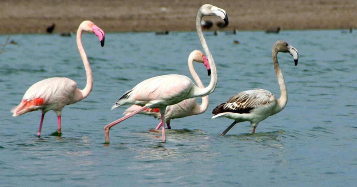 bird city award los cabos