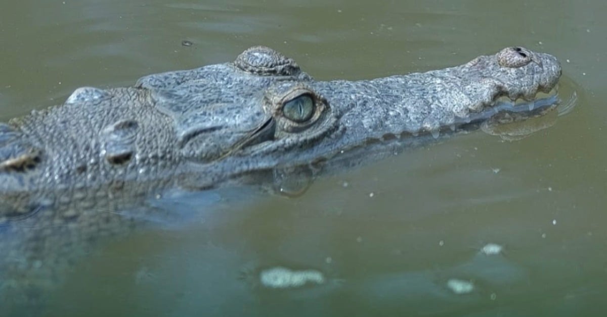 crocodiles puerto vallarta