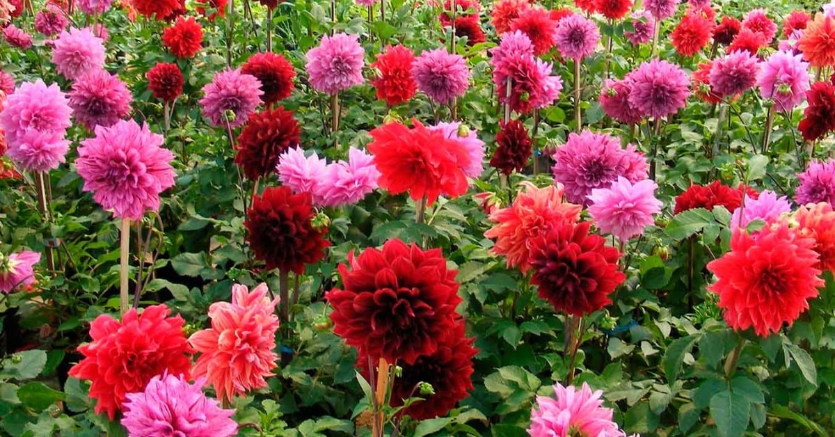 dahlia mexico
