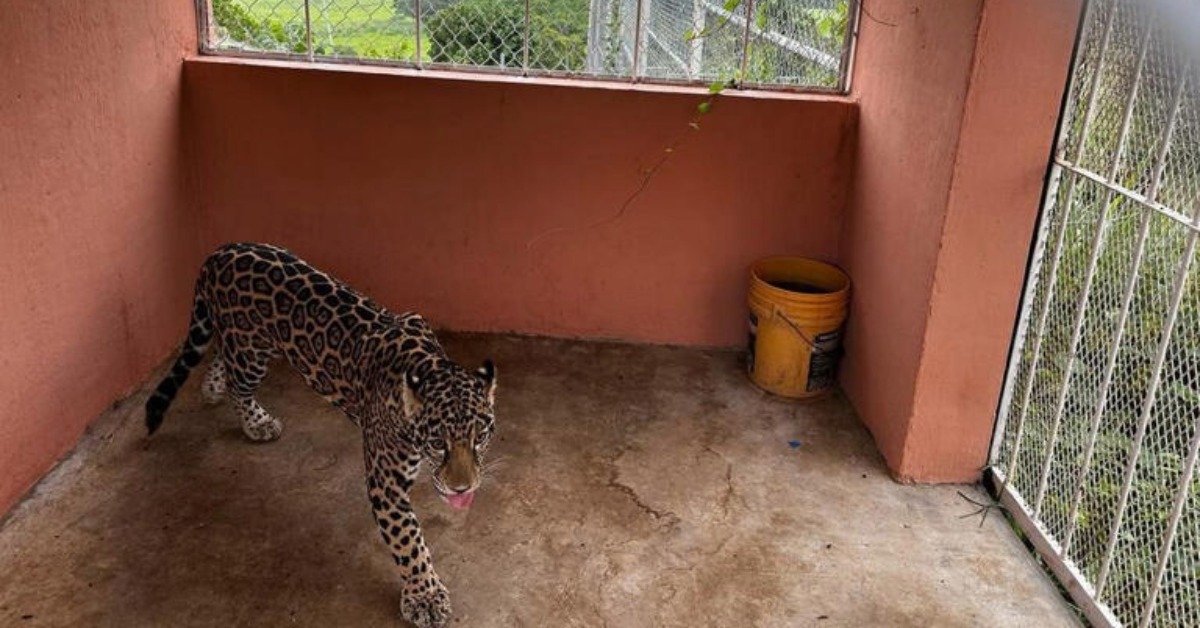 jaguar chiapas
