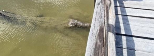 new crocodile species cozumel