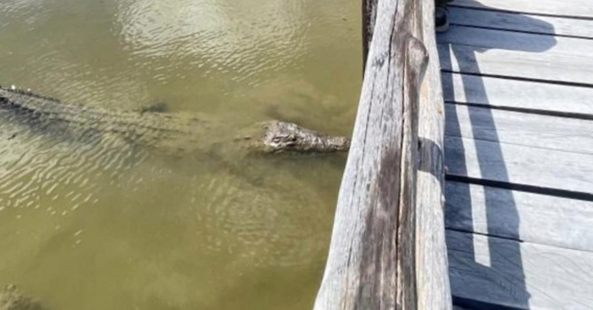 new crocodile species cozumel