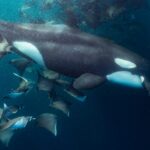 orca watching and swimming