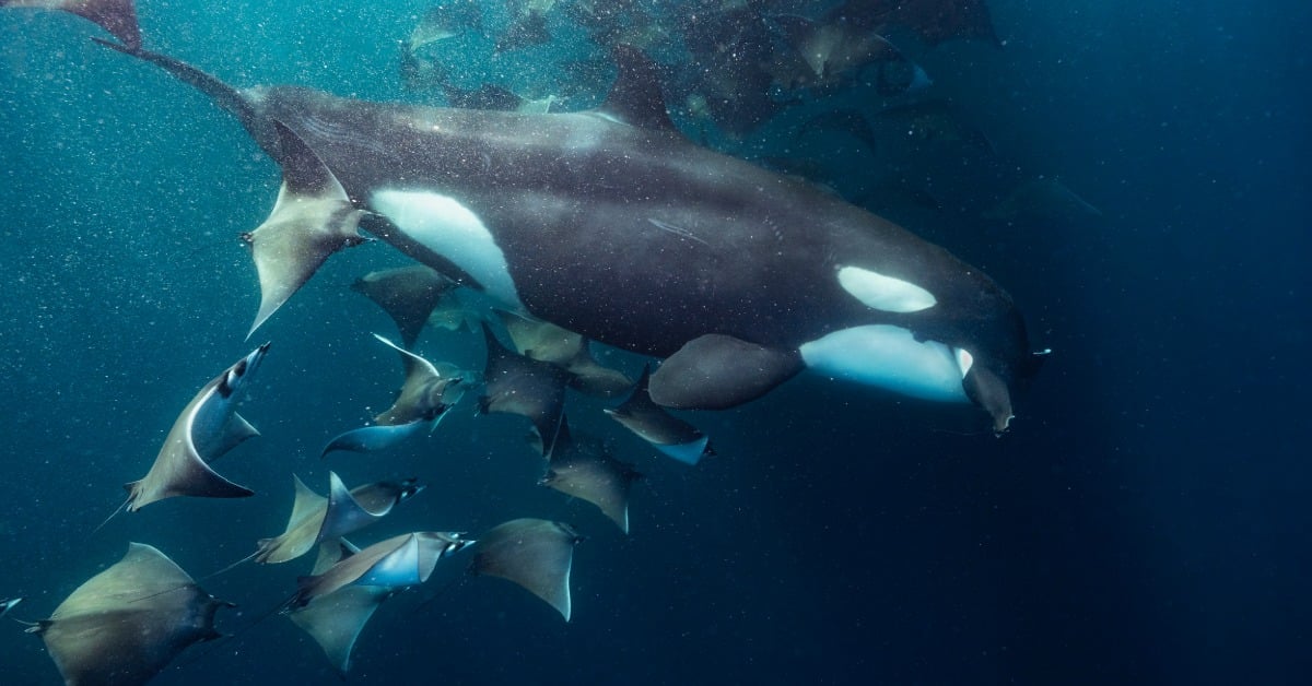 orca watching and swimming