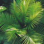 plant-generated music