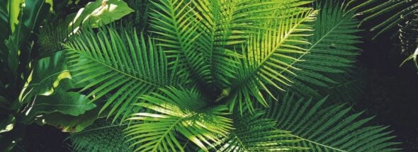 plant-generated music