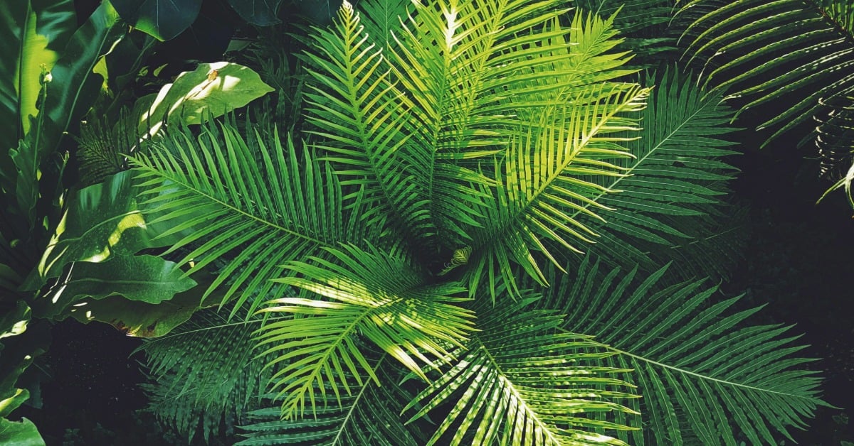 plant-generated music